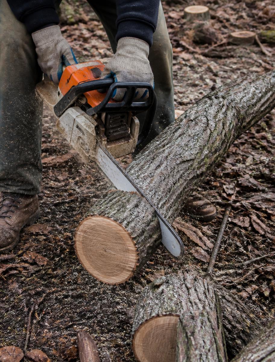 Fallen trunk being cut into sections