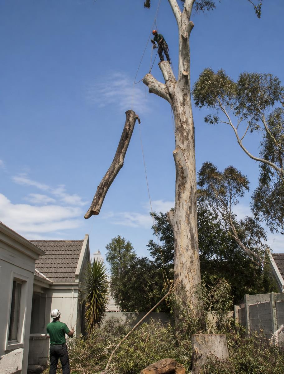 Large tree removed in sections next to a house