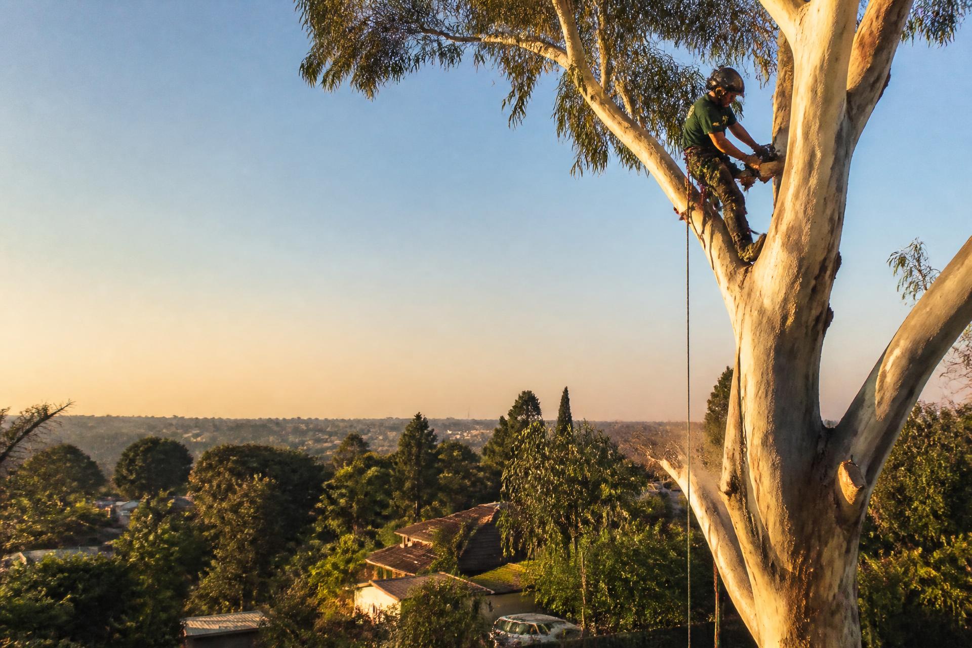 Tree feller working high in a large gum tree in the Vaal